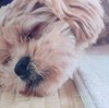 犬のヒート期の様子。ガウガウしたり、食欲減退や、お昼寝するように。動物病院で相談、去勢予約しました。